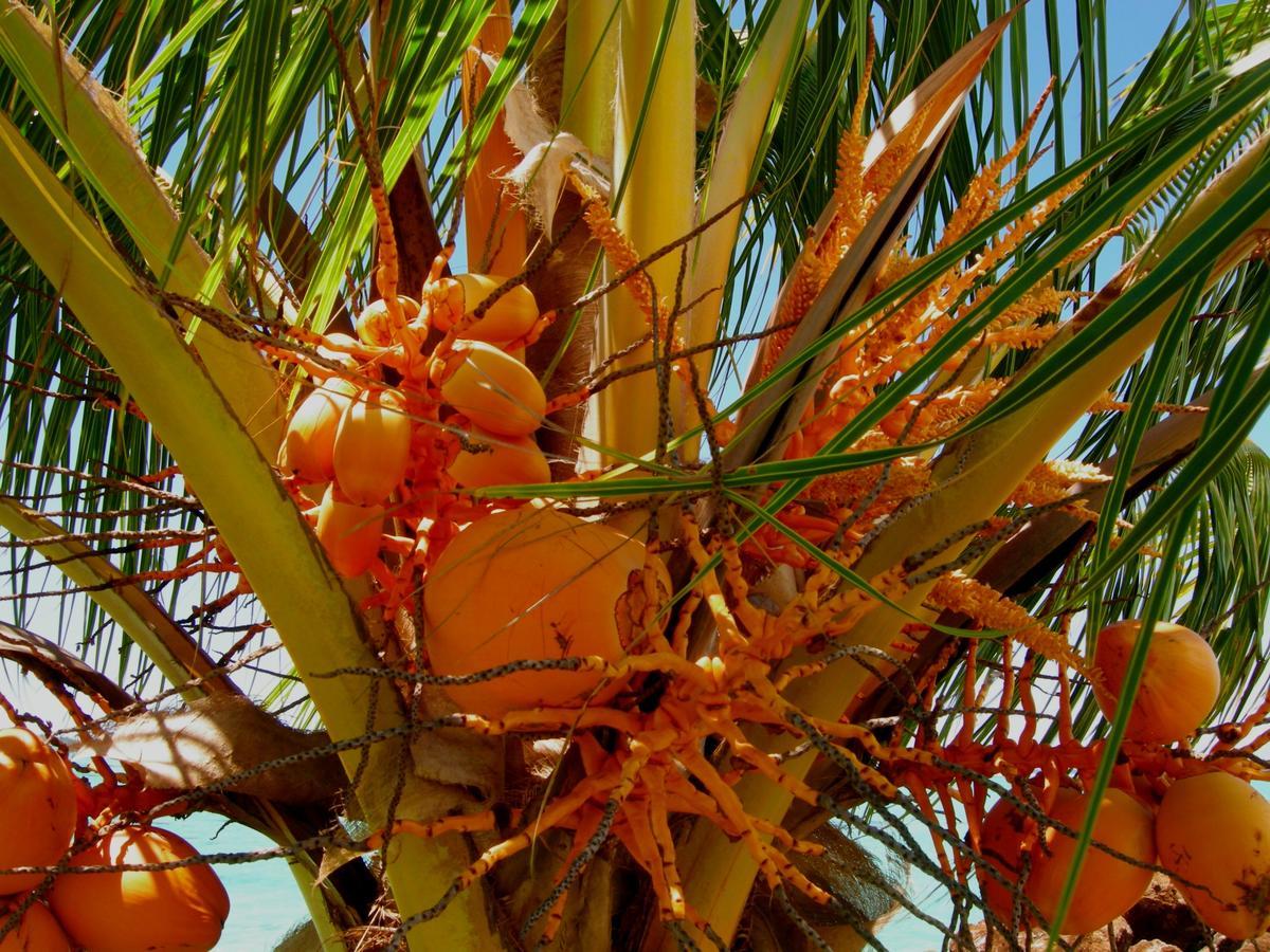 Amoa Resort Savaii Tuasivi Ngoại thất bức ảnh
